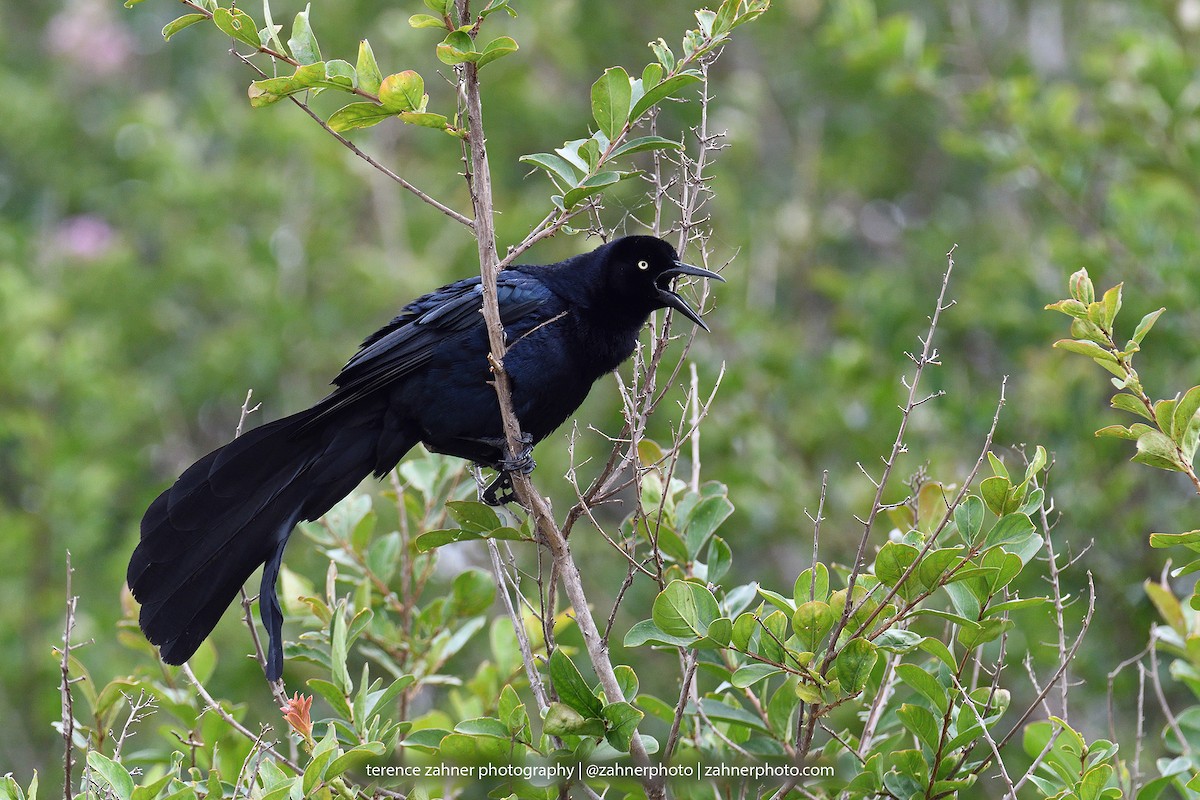 Great-tailed Grackle - terence zahner