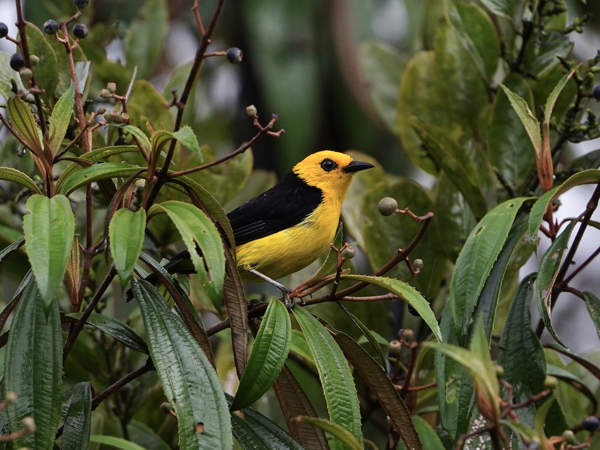 Black-and-yellow Tanager - ML608536860