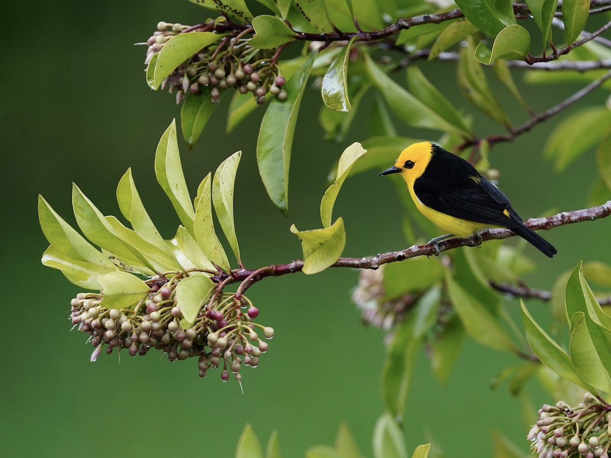 Black-and-yellow Tanager - Carlos Ulate