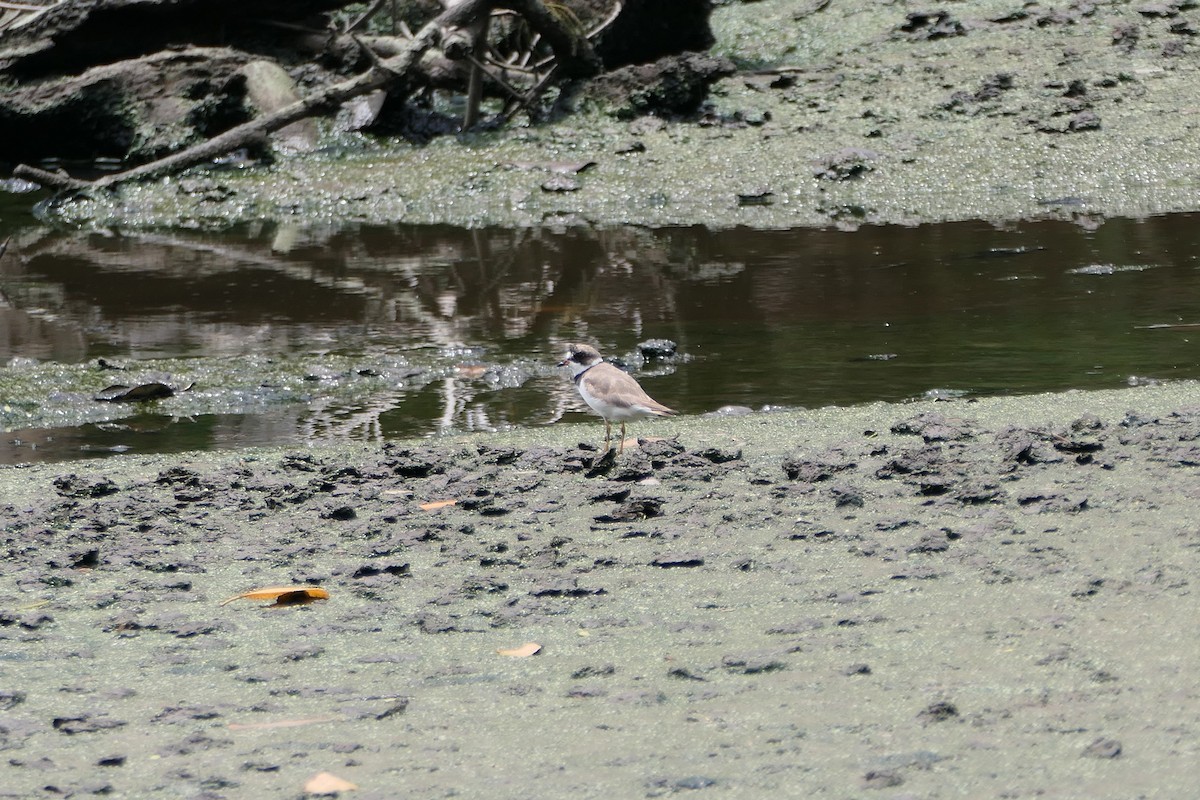 Semipalmated Plover - ML608536915