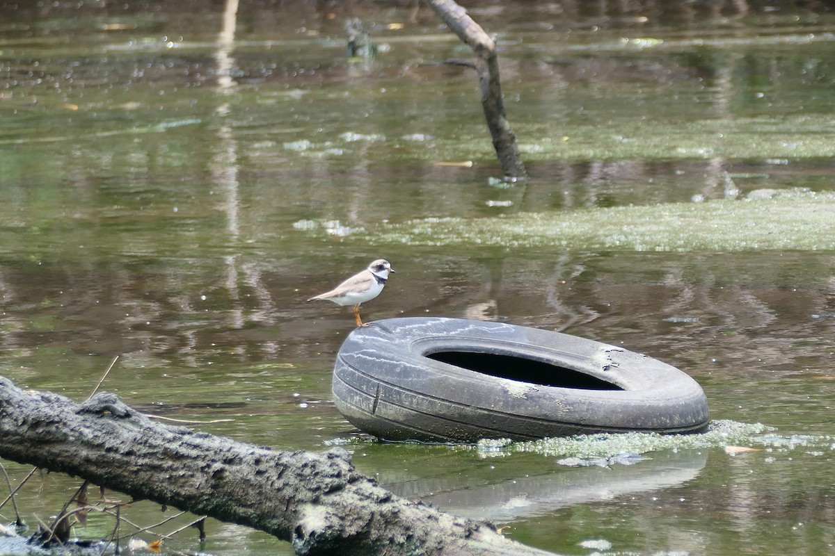 Semipalmated Plover - ML608536916