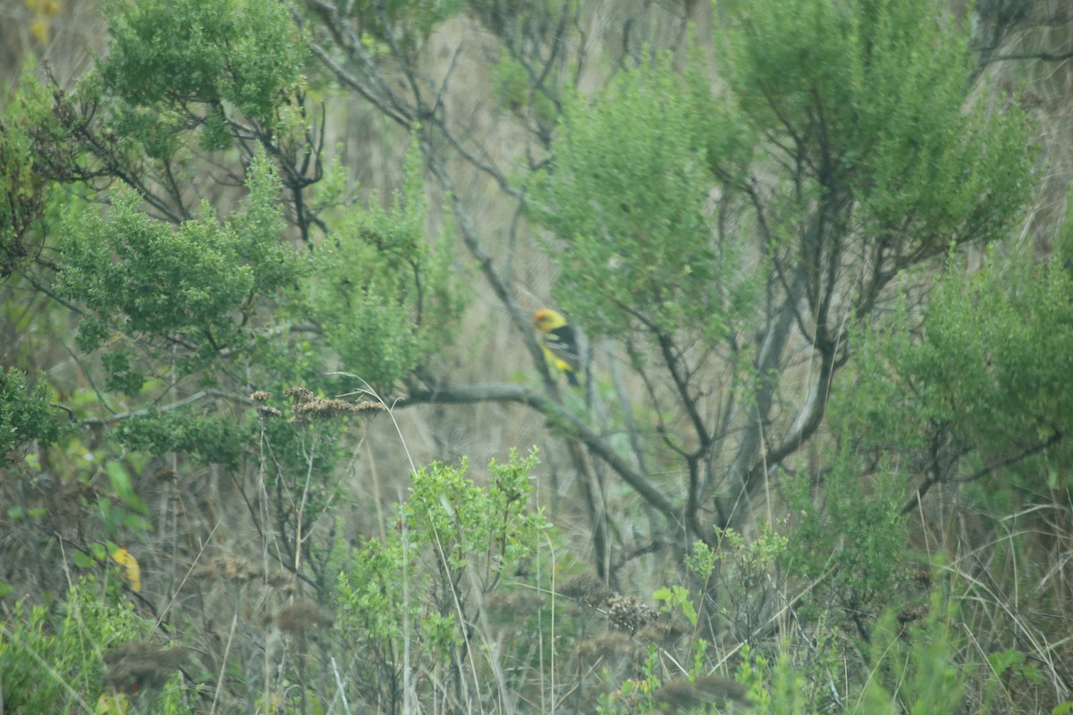 Western Tanager - ML608537035