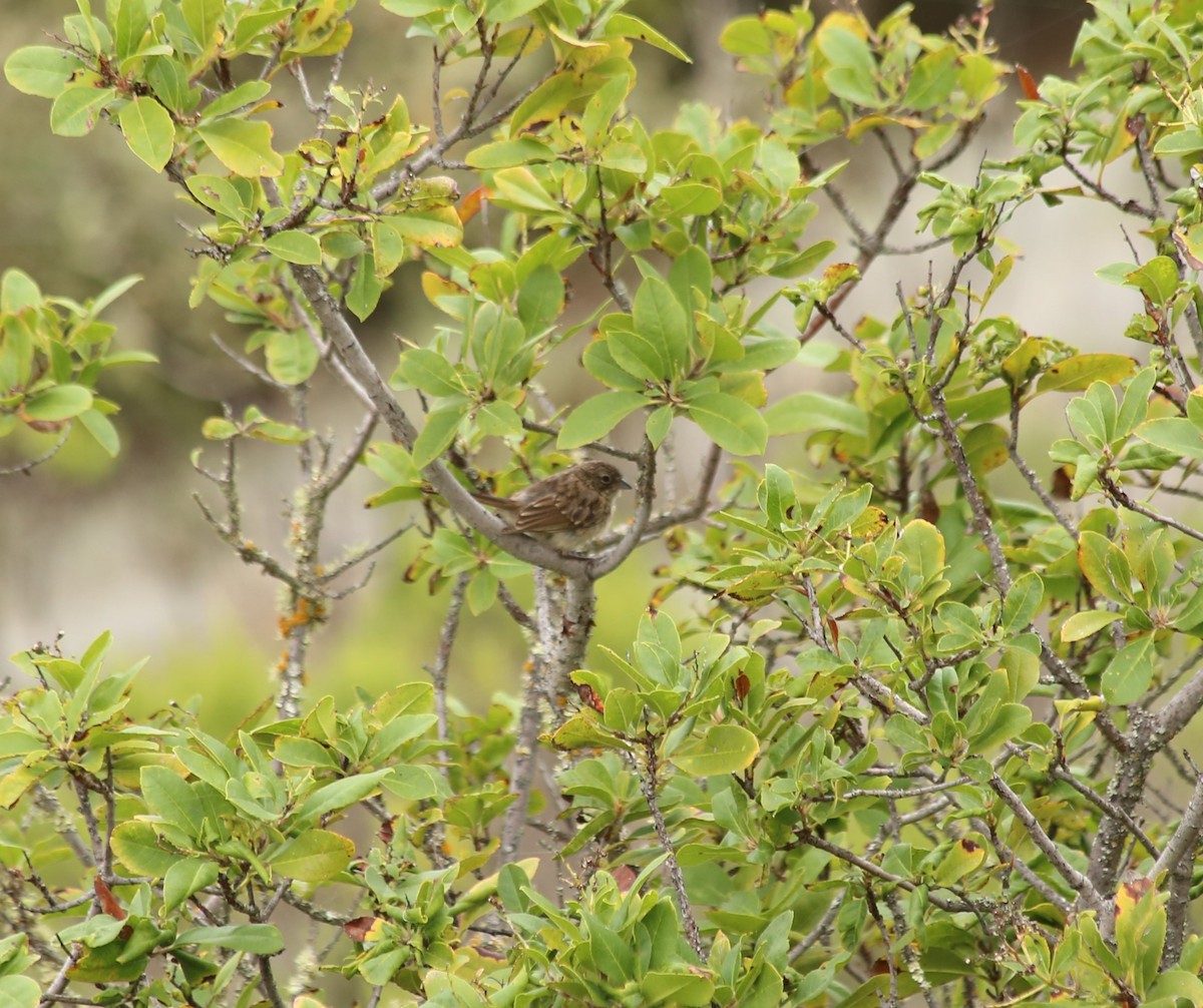 Bell's Sparrow (clementeae) - ML608537123