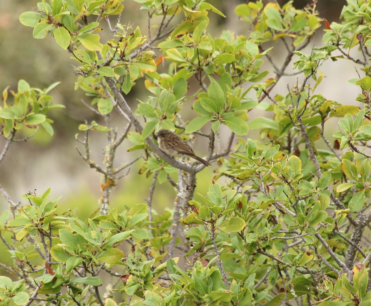 Bell's Sparrow (clementeae) - ML608537124
