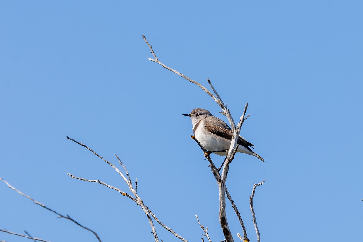 White-fronted Chat - ML608537544