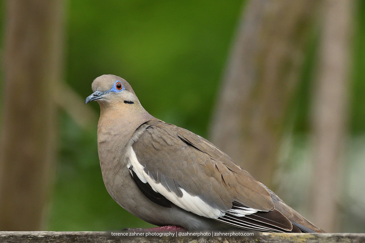 White-winged Dove - terence zahner
