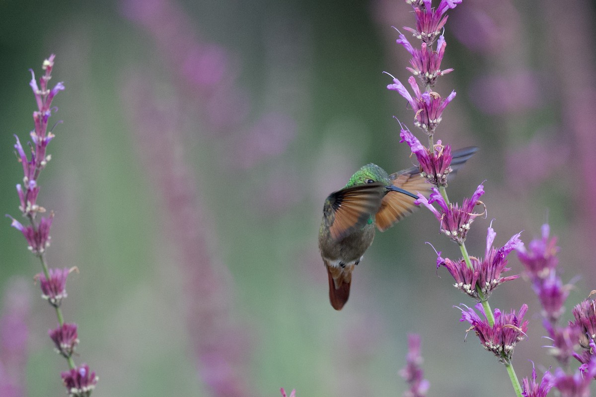 Berylline Hummingbird (Northern) - ML608537855