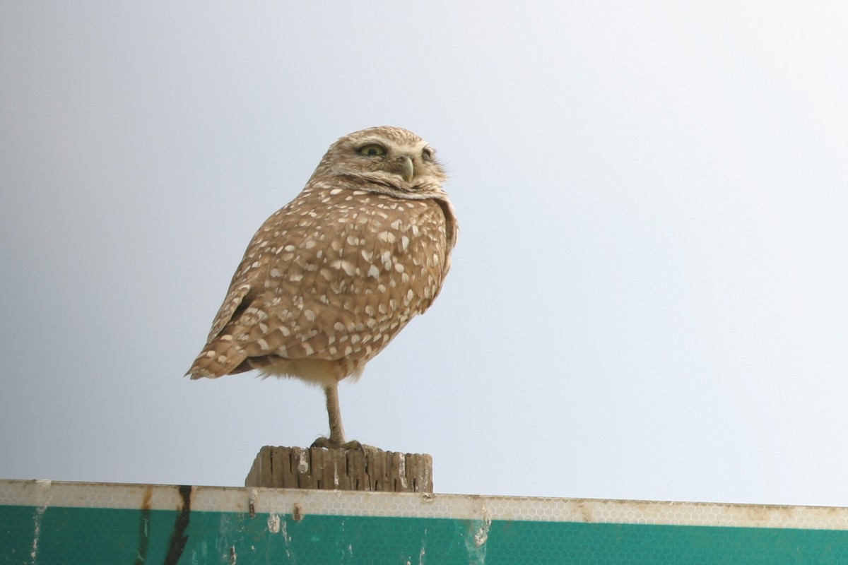 Burrowing Owl - ML608538387