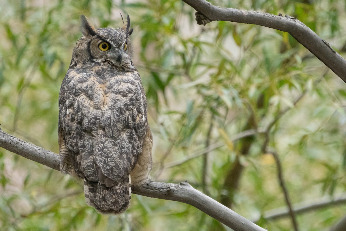 Great Horned Owl - ML608538454