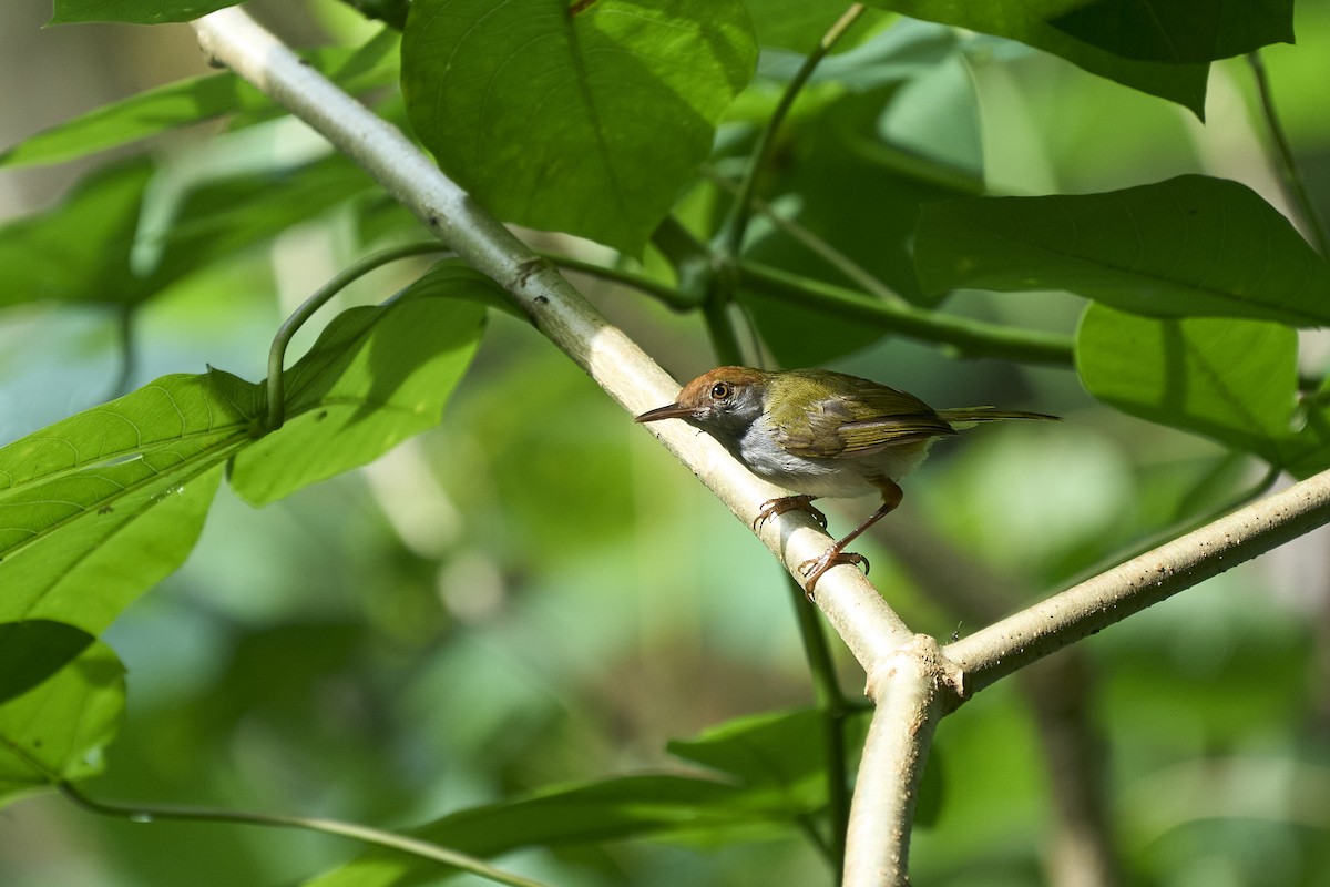 eBird Checklist - 19 Jun 2023 - Dairy Farm Nature Park - 22 species