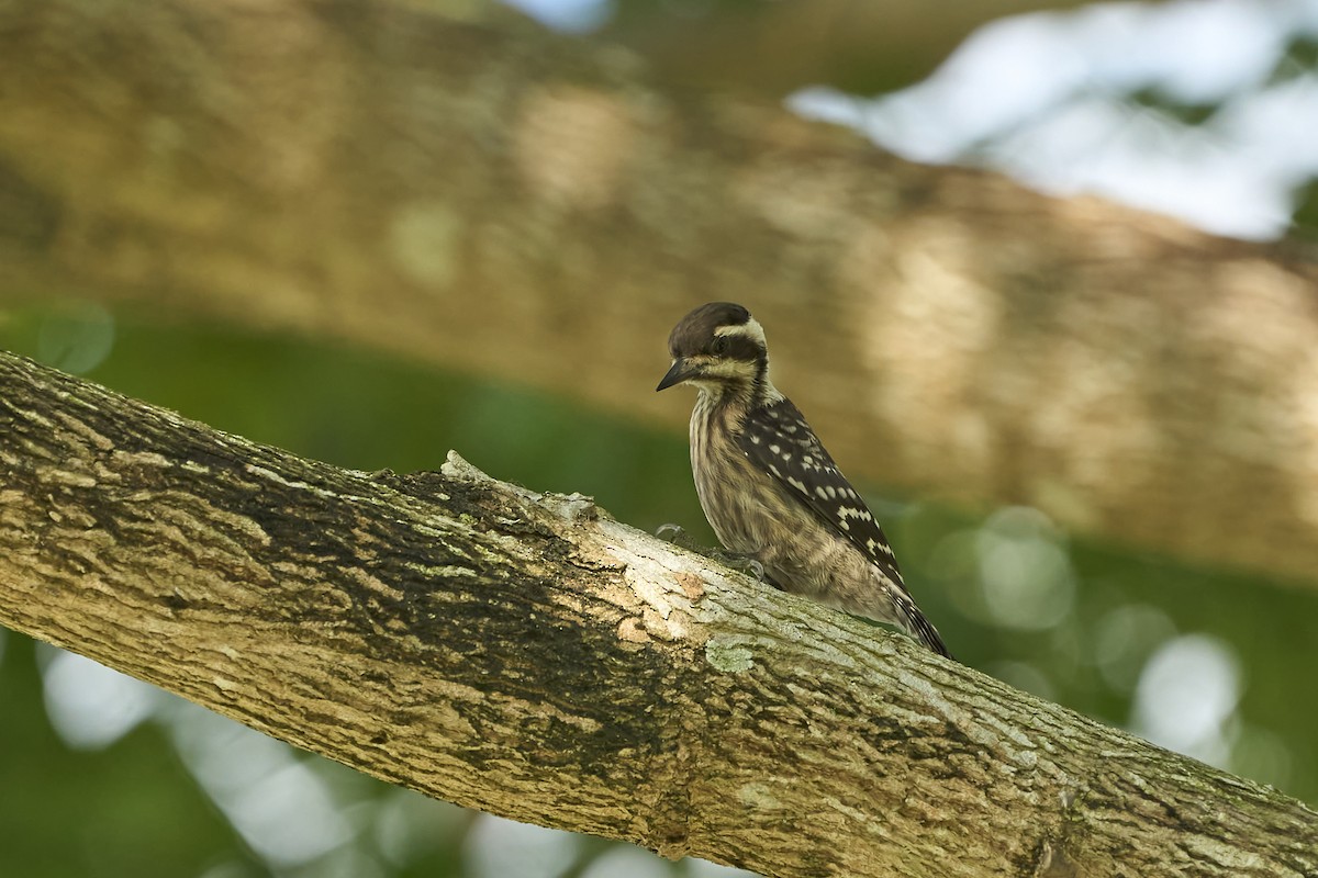 Sunda Pygmy Woodpecker - Hen H