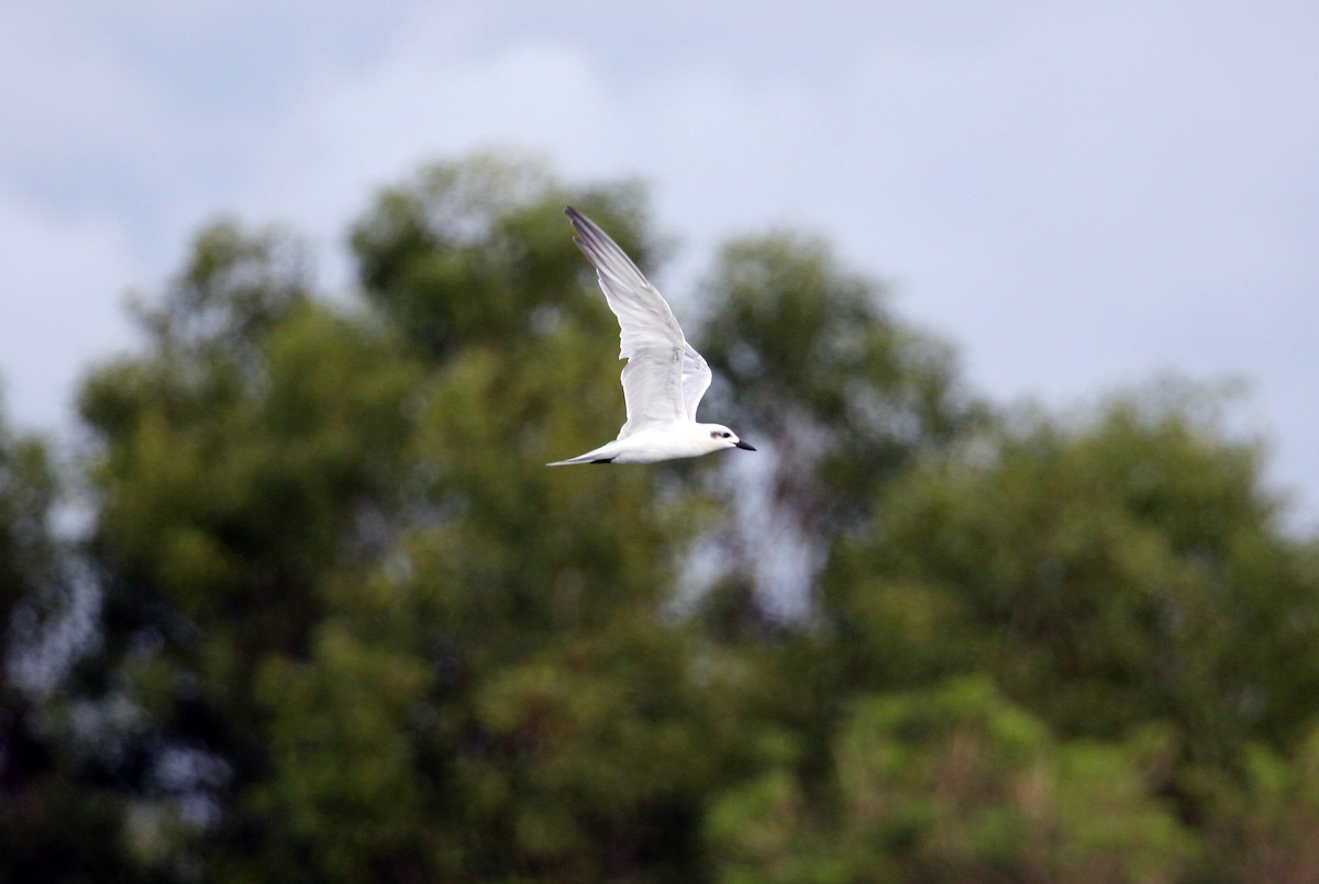 Australian Tern - ML608539229