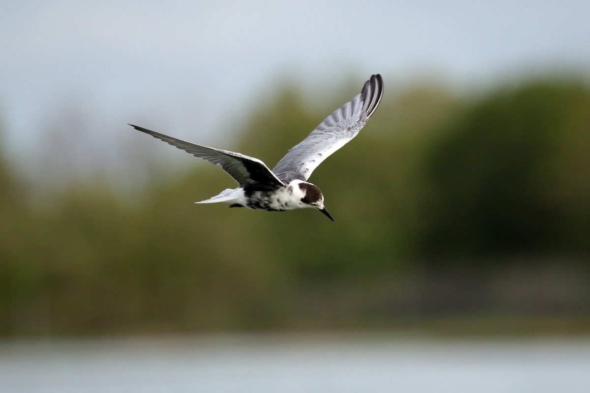 White-winged Tern - ML608539281