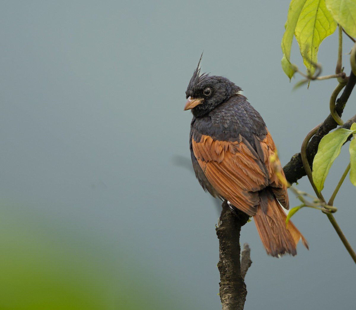 Crested Bunting - ML608539497
