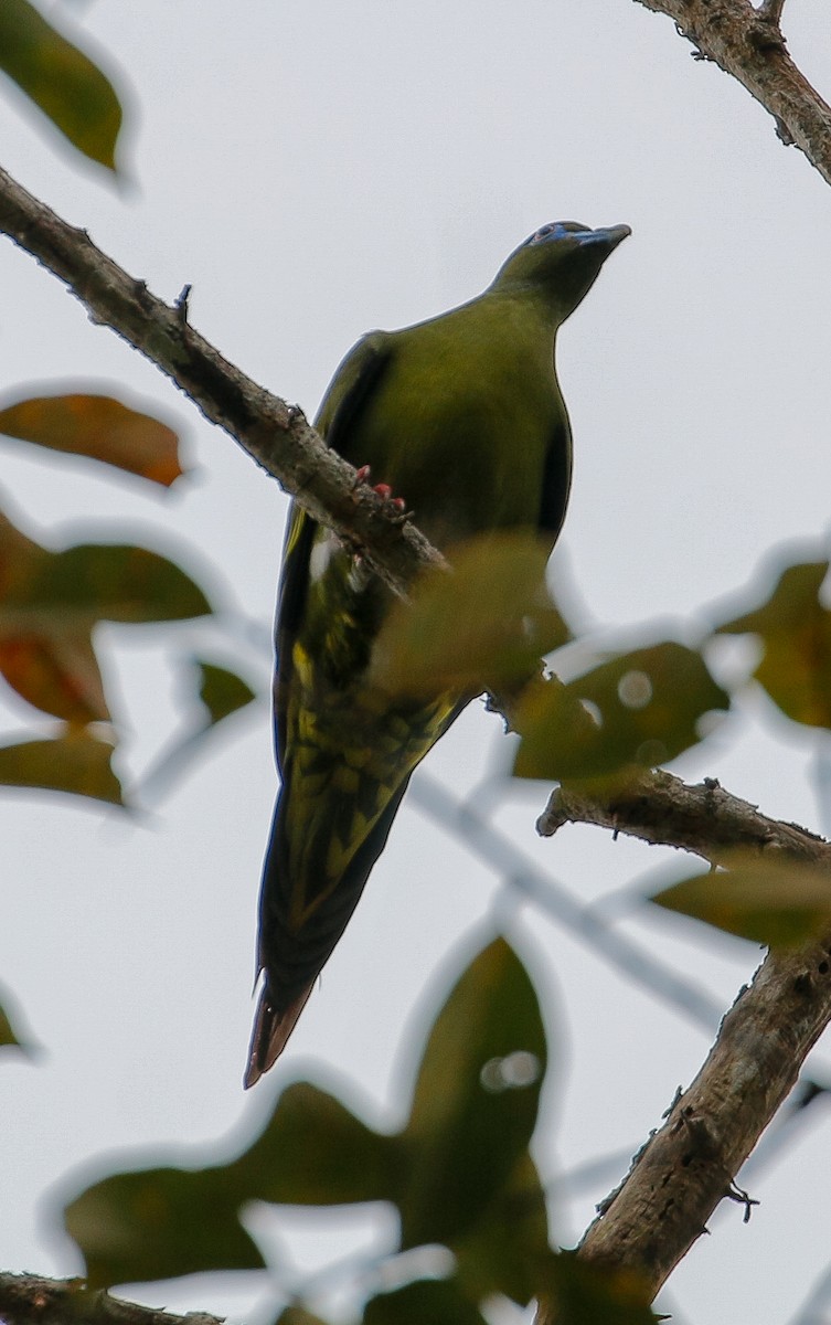 Yellow-vented Green-Pigeon - ML608539607