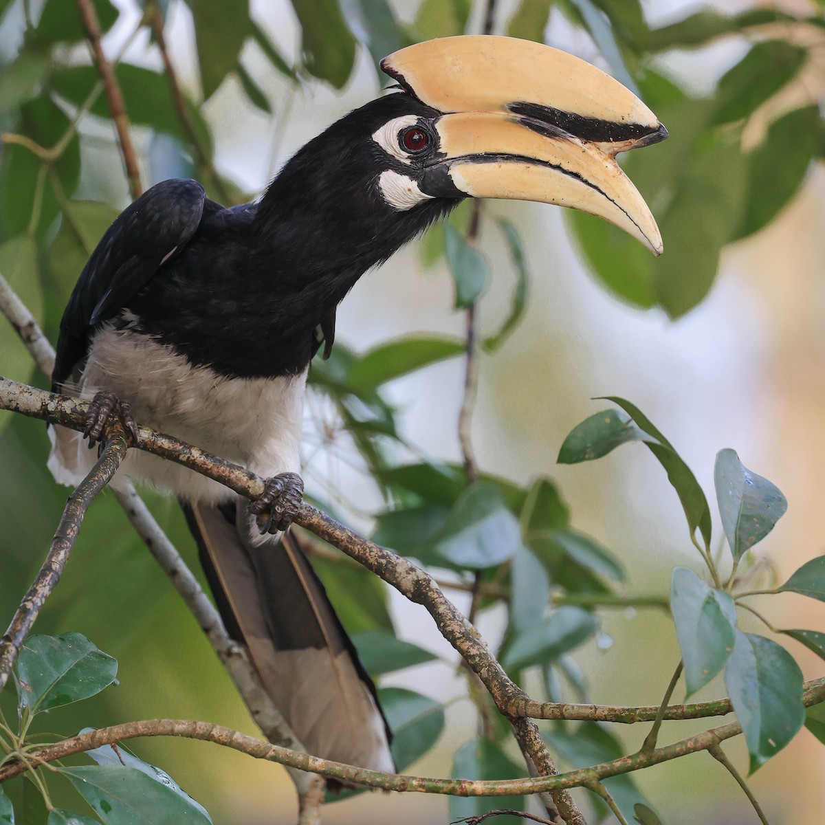 Oriental Pied-Hornbill - Hemanya Radadia