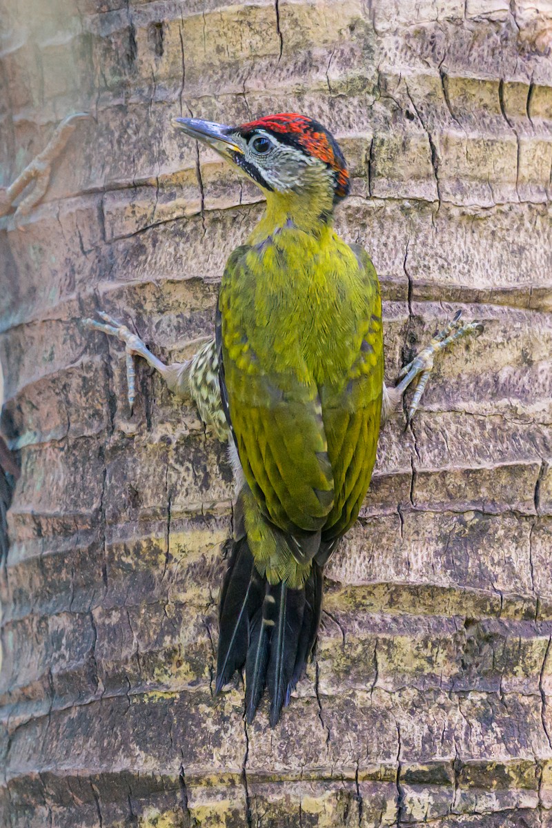 Laced Woodpecker - Roger MacKertich