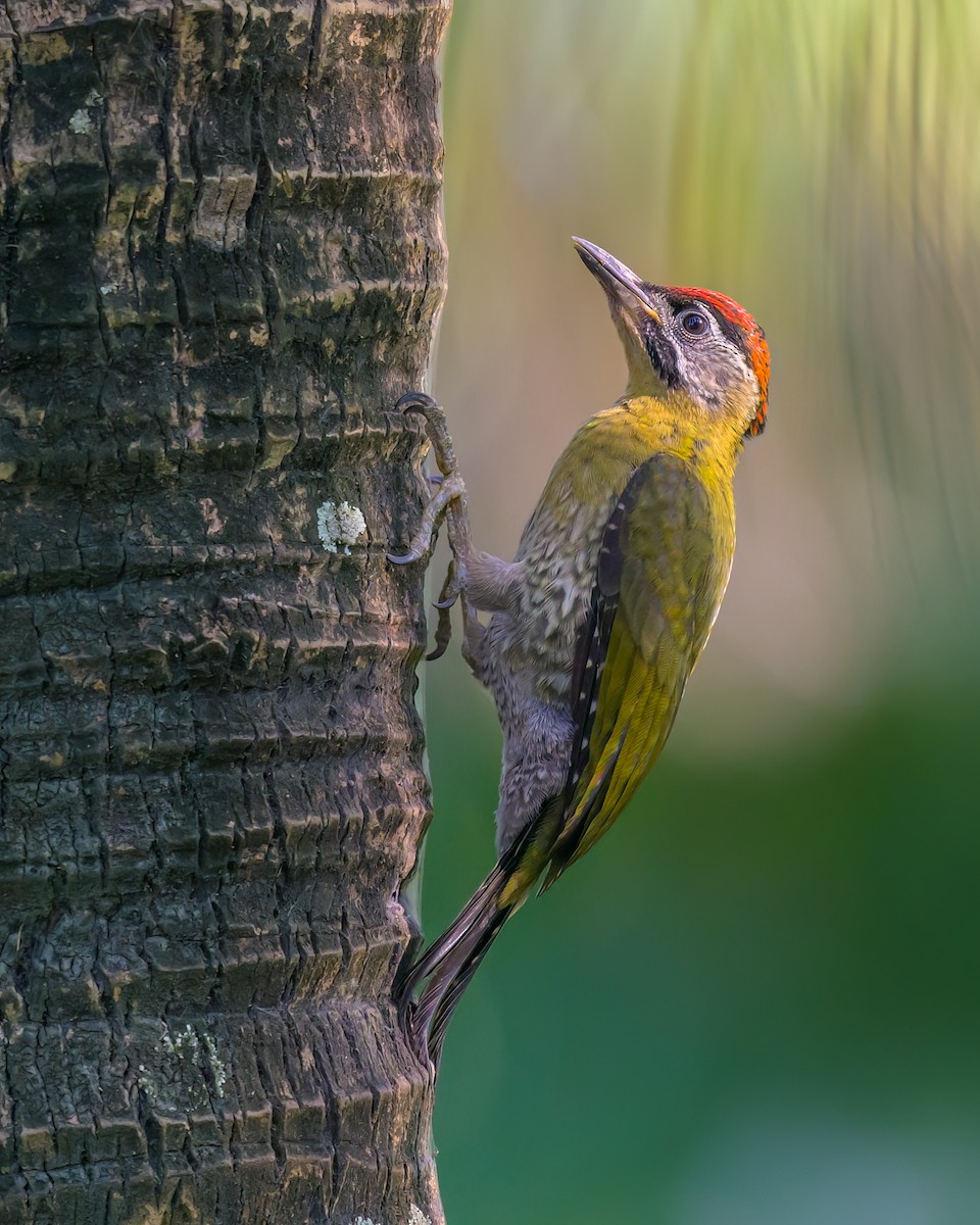 Laced Woodpecker - Roger MacKertich
