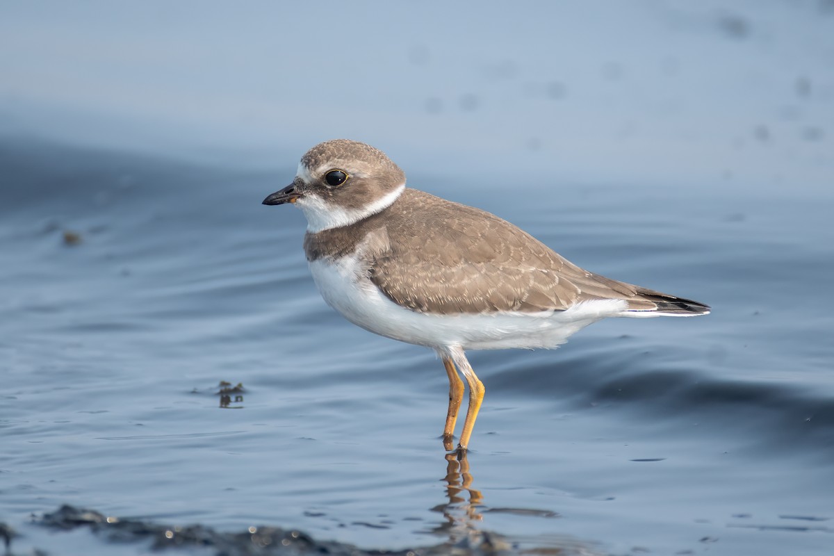 Semipalmated Plover - ML608541699