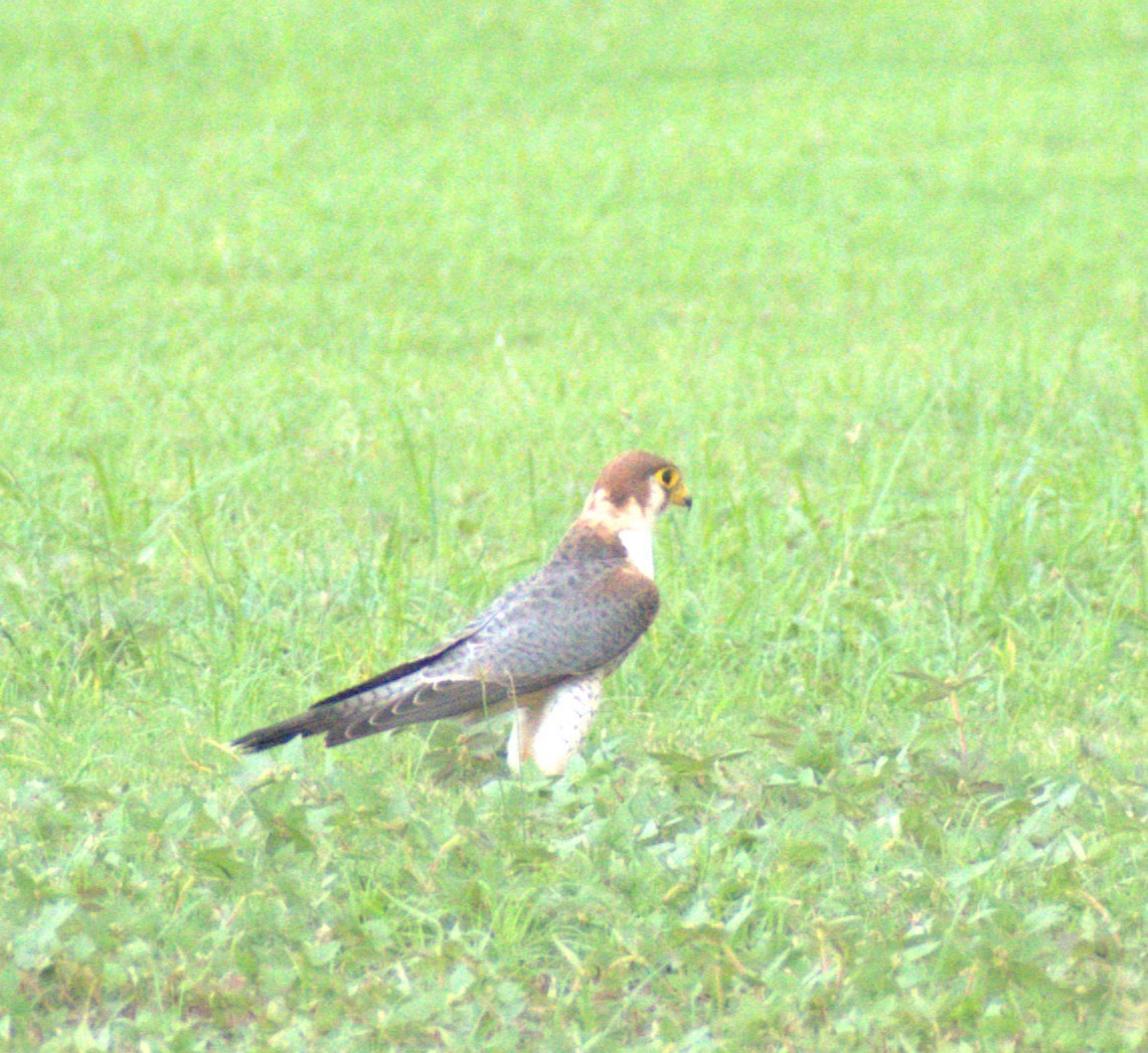 Red-necked Falcon - ML608541956