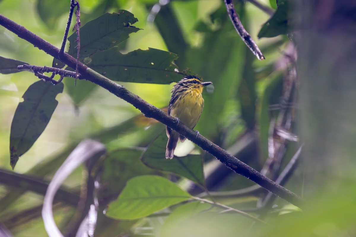 Yellow-browed Antbird - ML608542203