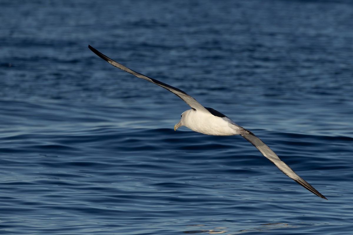 White-capped Albatross - ML608542362