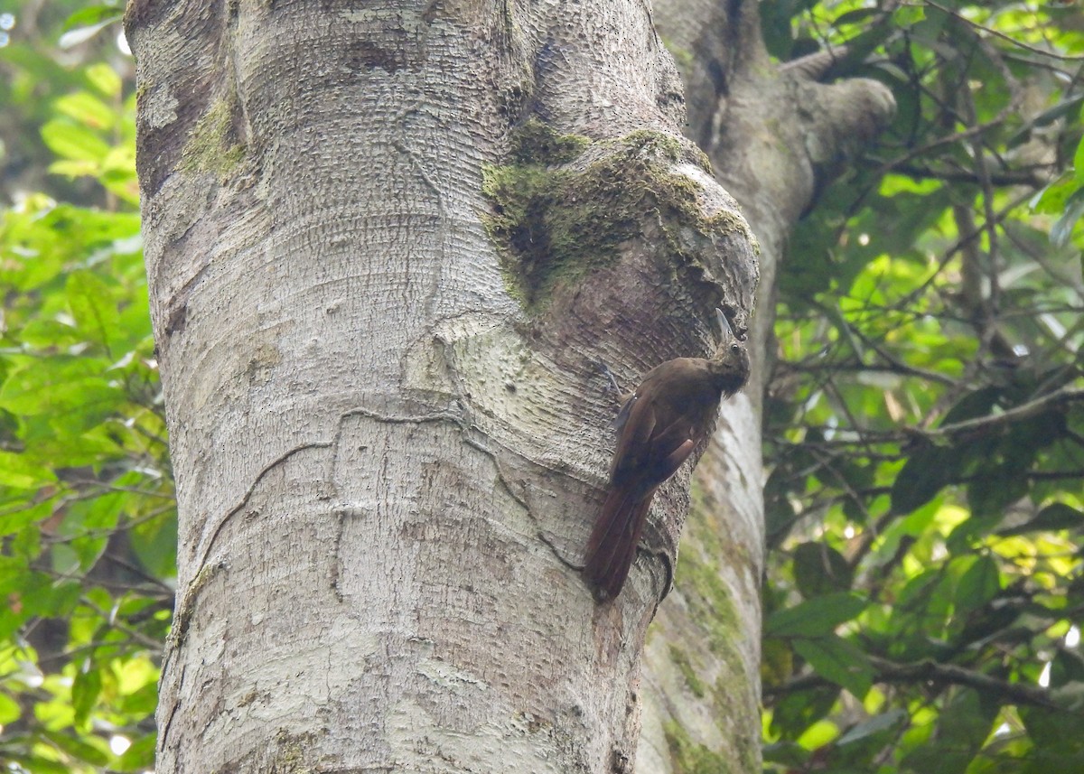 Long-tailed Woodcreeper (Southern) - ML608542665