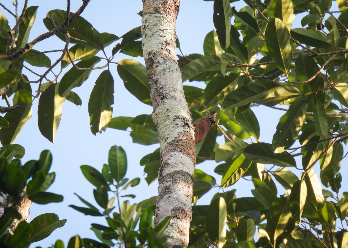 Дереволаз-серподзьоб амазонійський (підвид gyldenstolpei) - ML608542741