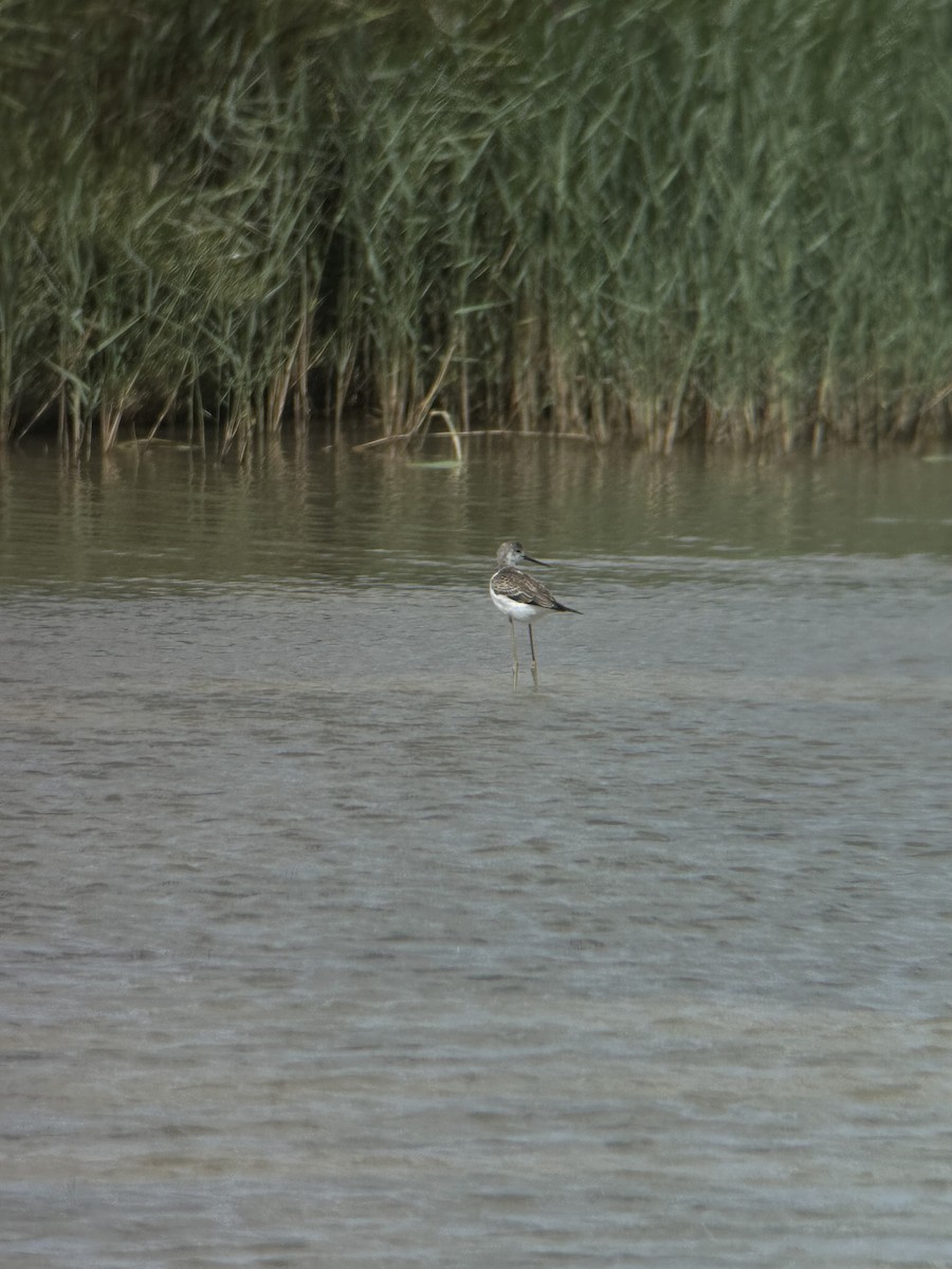 Black-winged Stilt - ML608542983