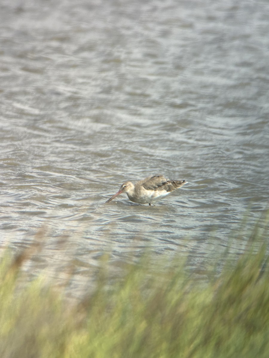 Black-tailed Godwit - ML608543042