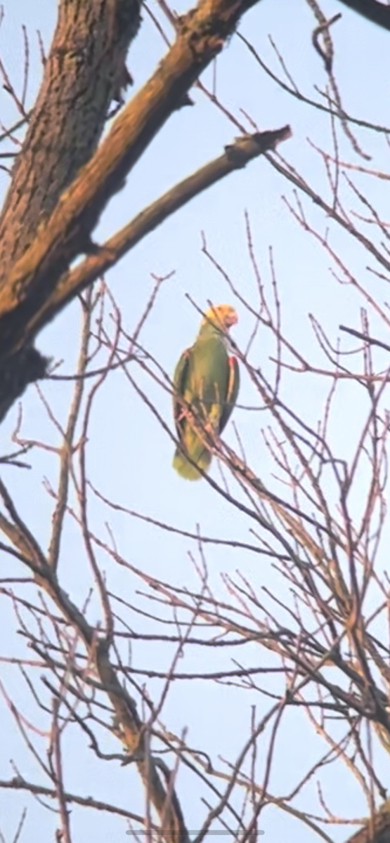 Yellow-headed Parrot - ML608543159