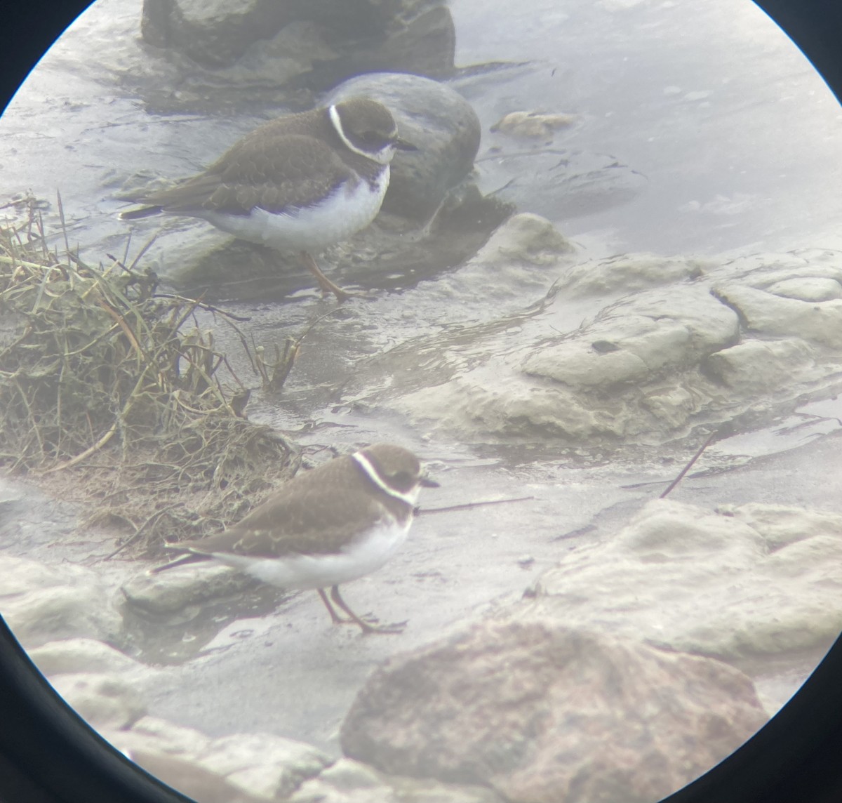 Semipalmated Plover - ML608543183