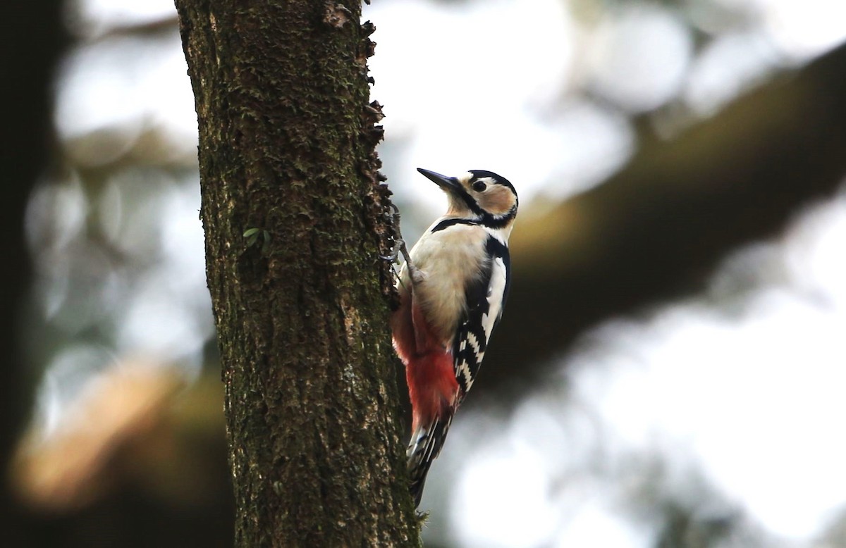 Great Spotted Woodpecker - ML608543249
