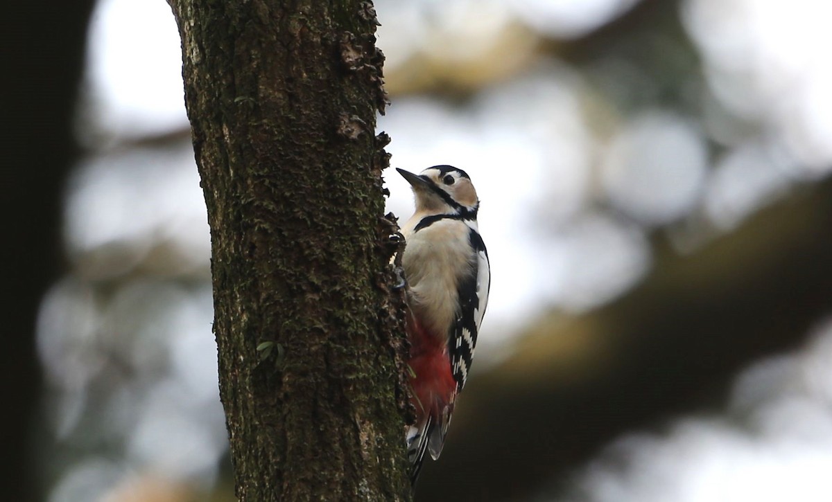 Great Spotted Woodpecker - ML608543250