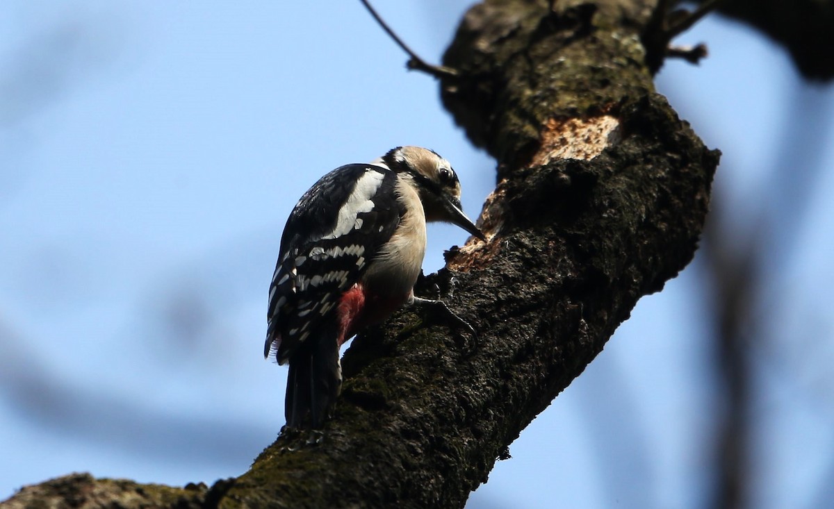 Great Spotted Woodpecker - ML608543253