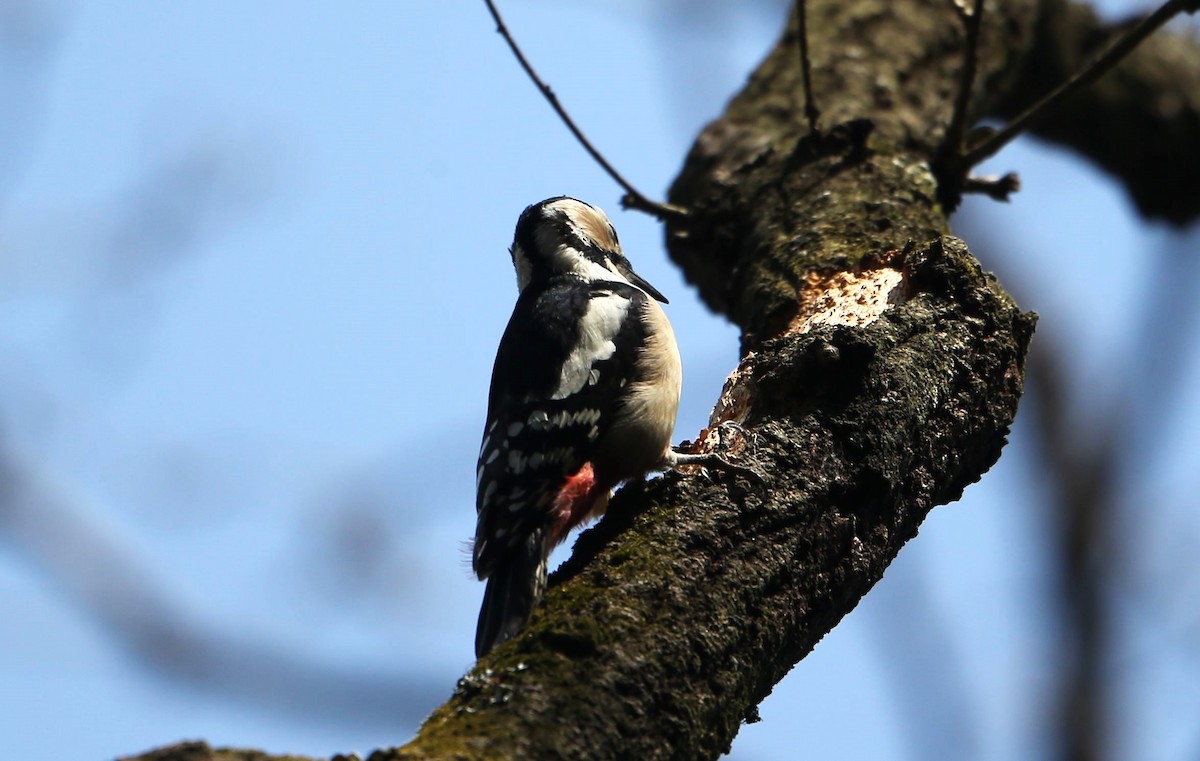 Great Spotted Woodpecker - ML608543254