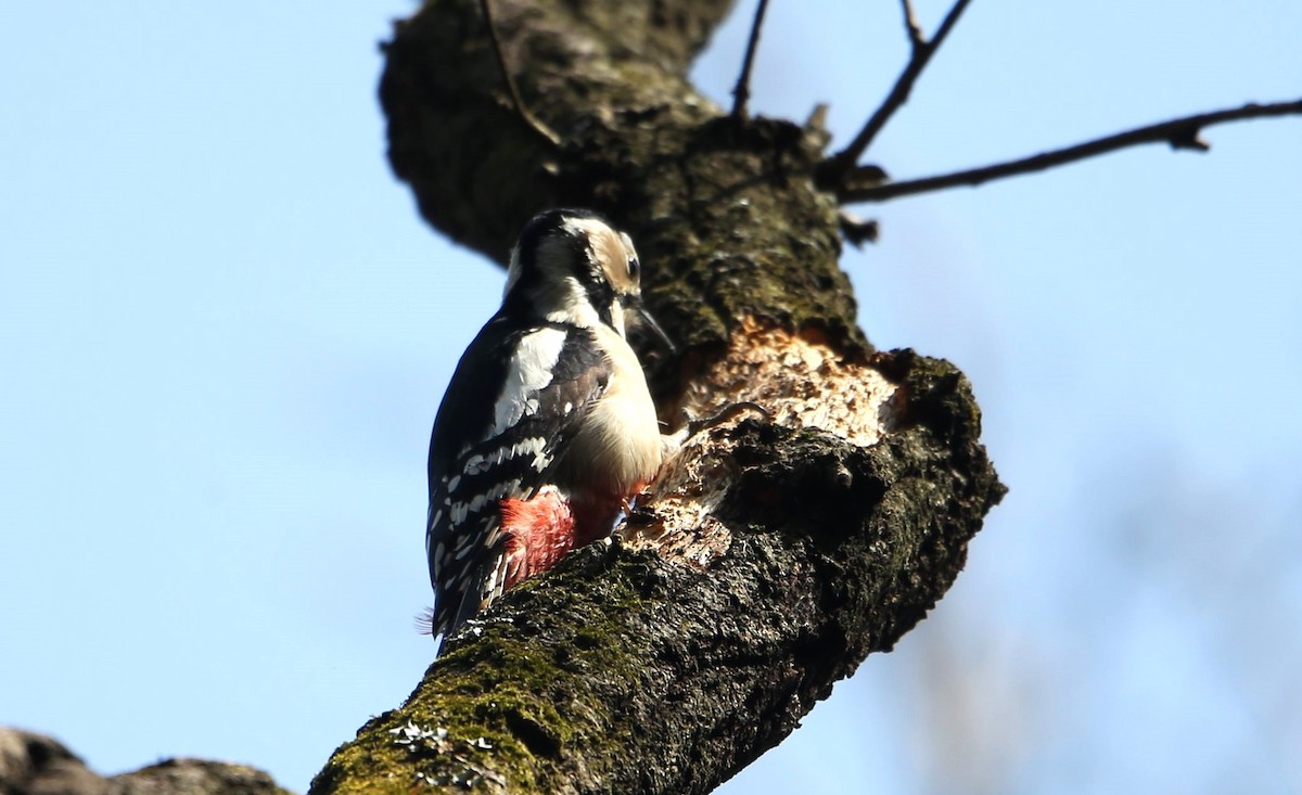Great Spotted Woodpecker - Akira Nakanishi