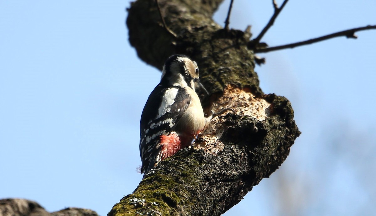 Great Spotted Woodpecker - Akira Nakanishi