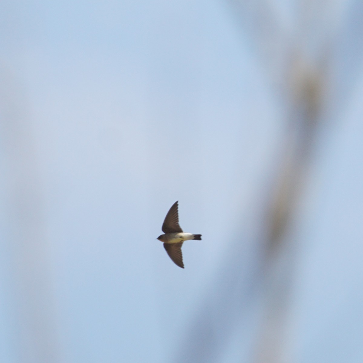 Southern Rough-winged Swallow - ML608543382