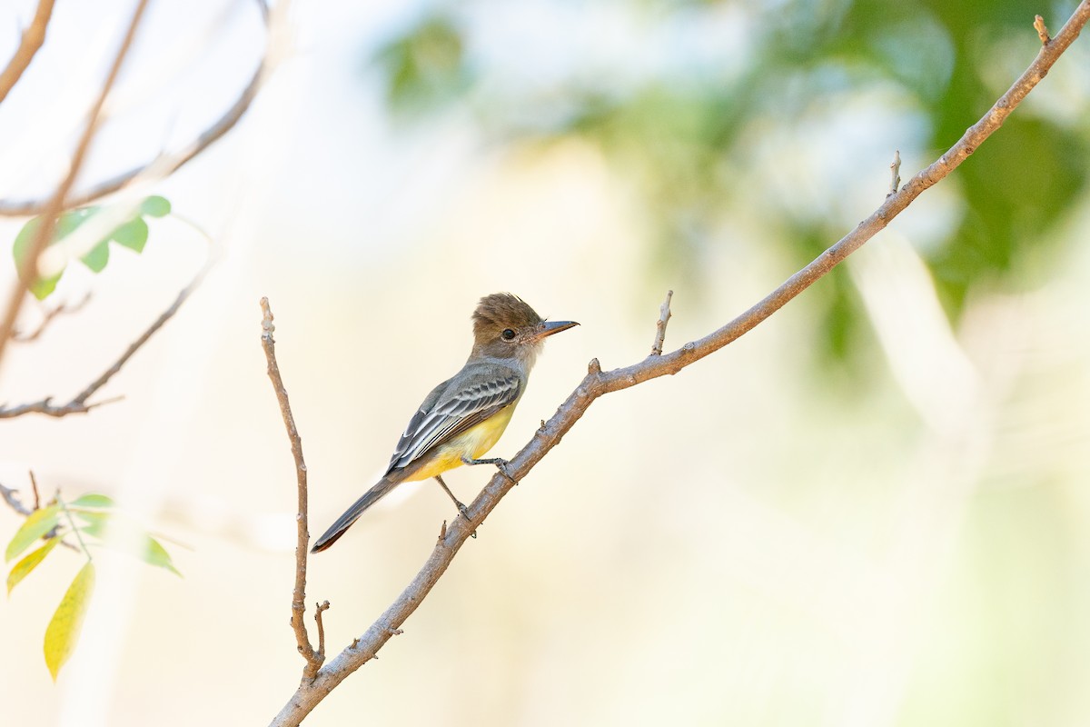 Brown-crested Flycatcher (South American) - ML608543397