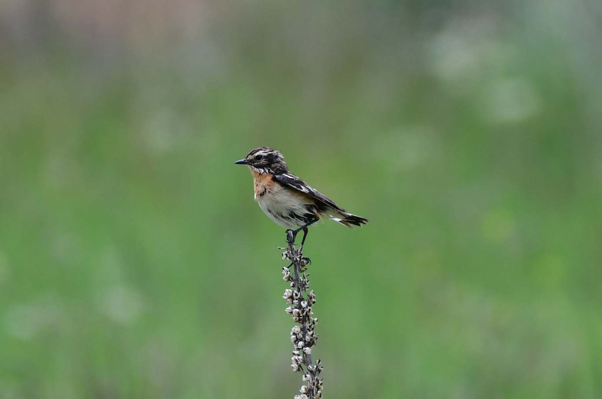 Whinchat - ML608543559