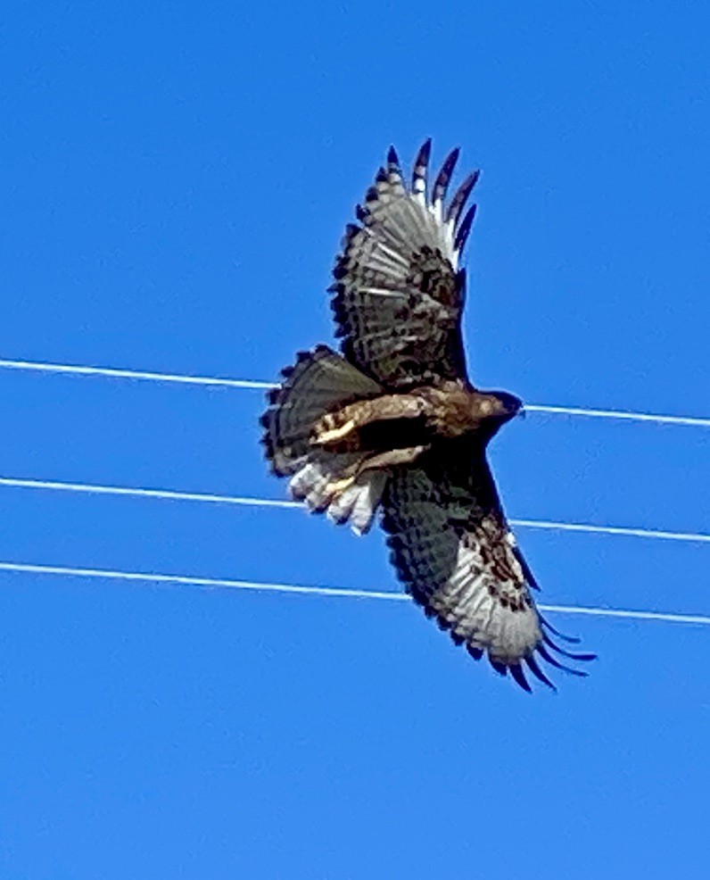 Red-tailed Hawk - ML608543680
