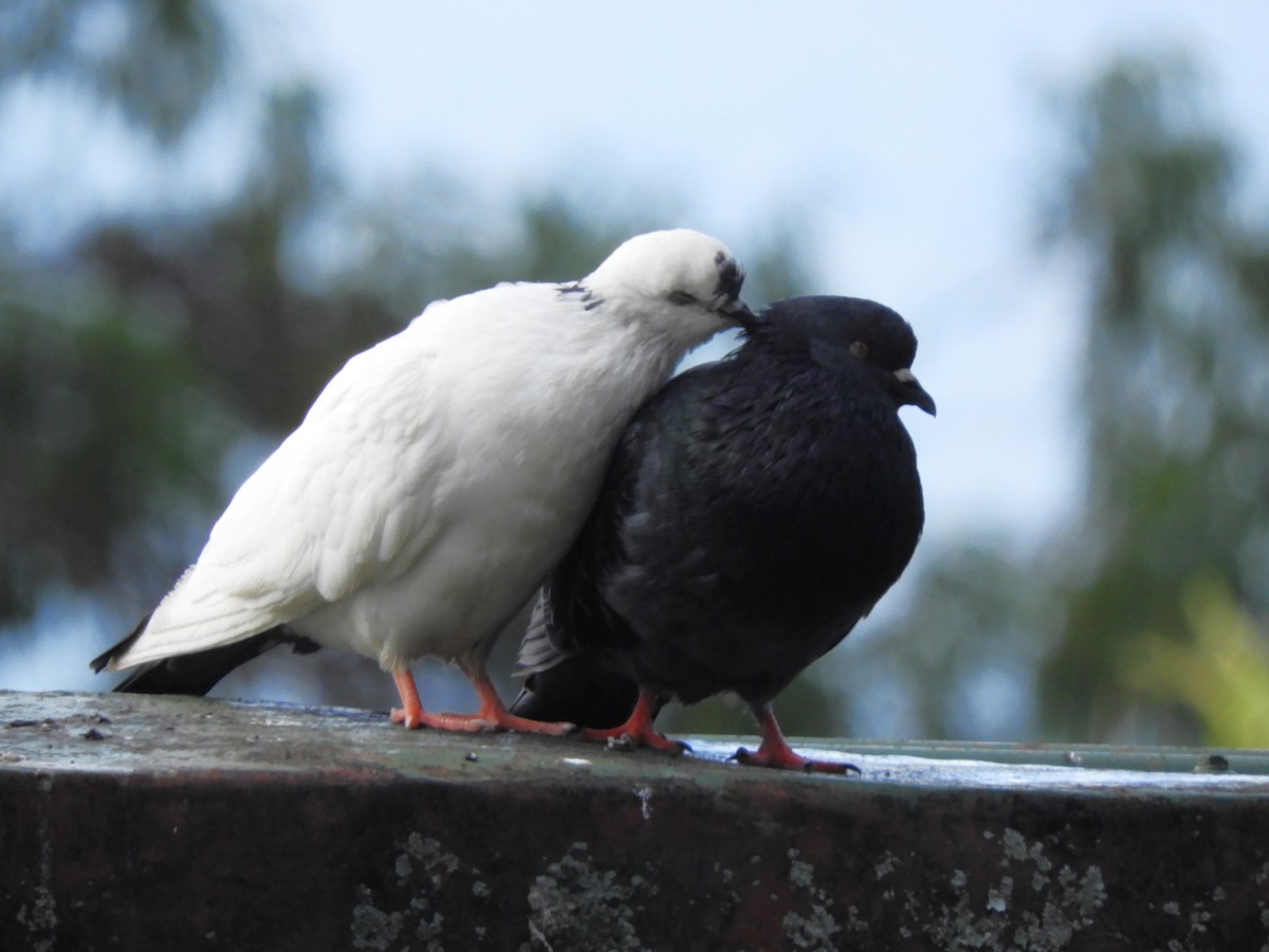 Rock Pigeon (Feral Pigeon) - ML608543752
