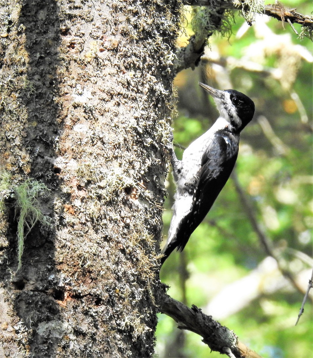 Black-backed Woodpecker - ML608543822
