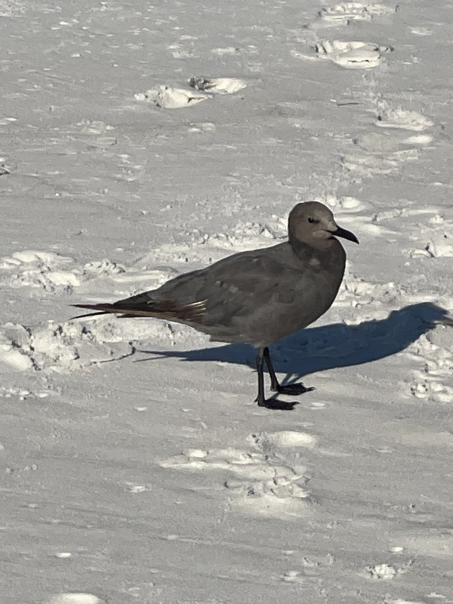 eBird Checklist - 6 Sep 2023 - 6015 W County Highway 30A, Santa Rosa ...