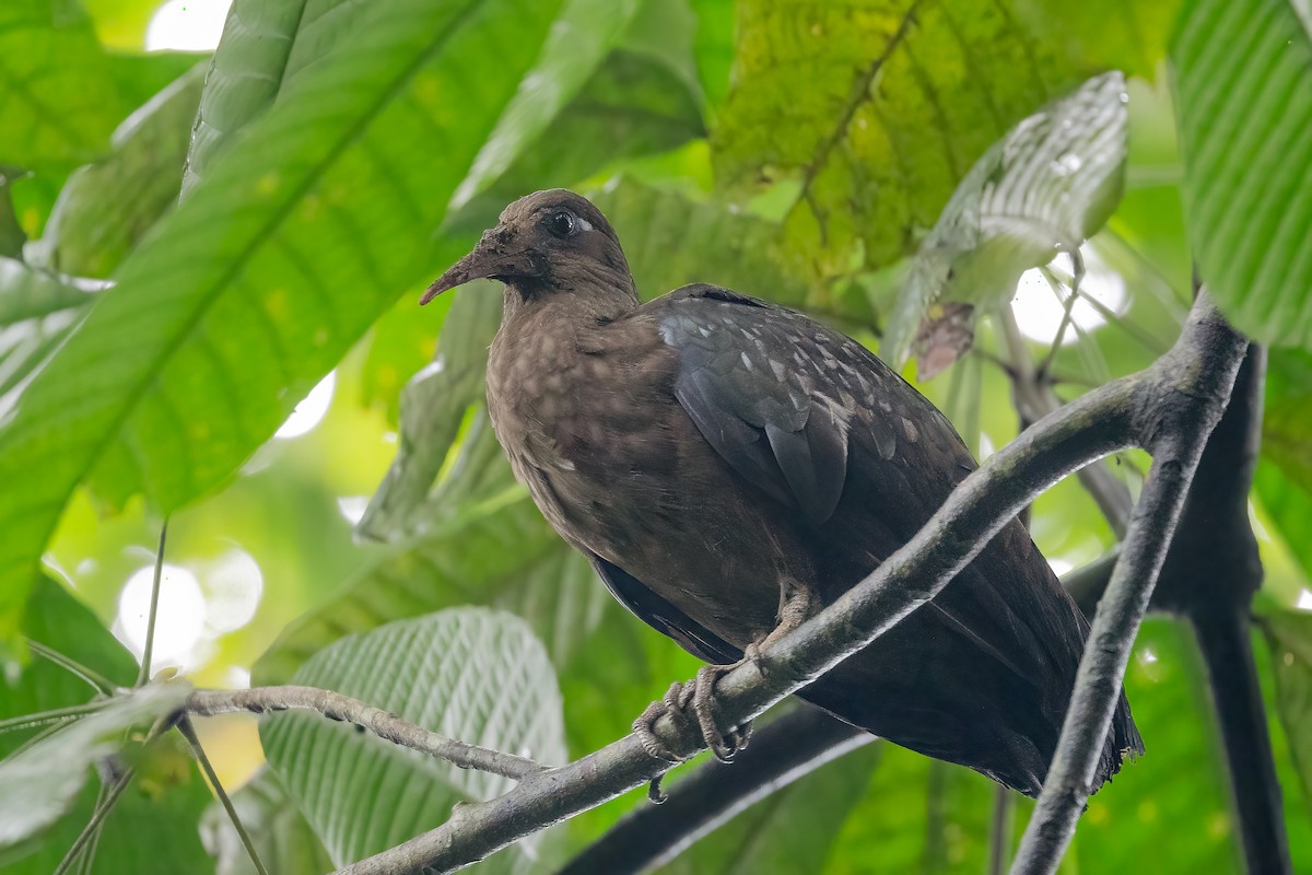 Sao Tome Ibis - Daniel Danckwerts (Rockjumper Birding Tours)