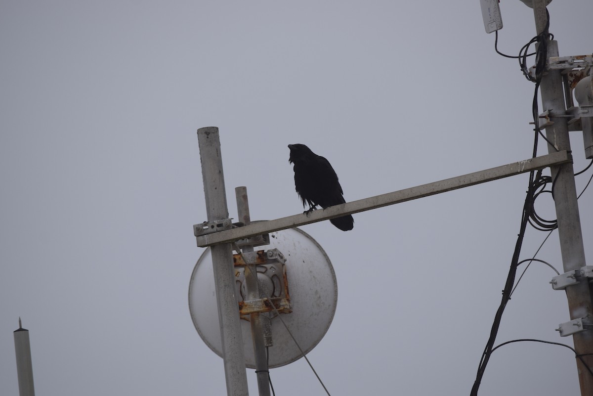 Common Raven - ML608544444