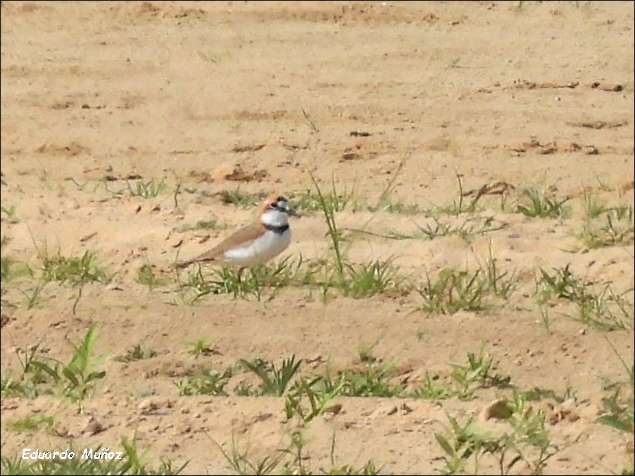 Collared Plover - ML608544858