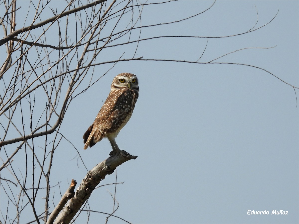 Burrowing Owl - ML608544874