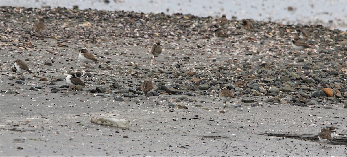 Semipalmated Plover - ML608545070